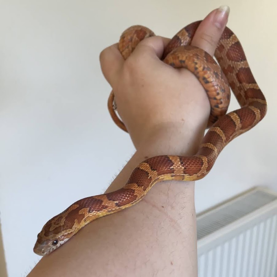 Crowley being handled