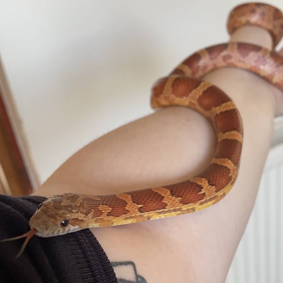 crowley being handled with tongue out